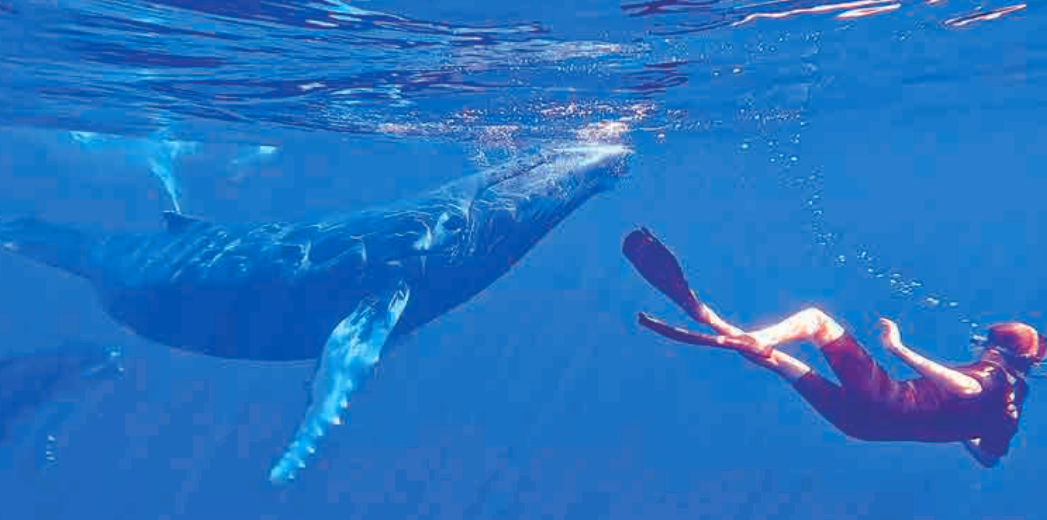 Swimming with whales